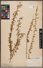 Foto von Salix babylonica L.